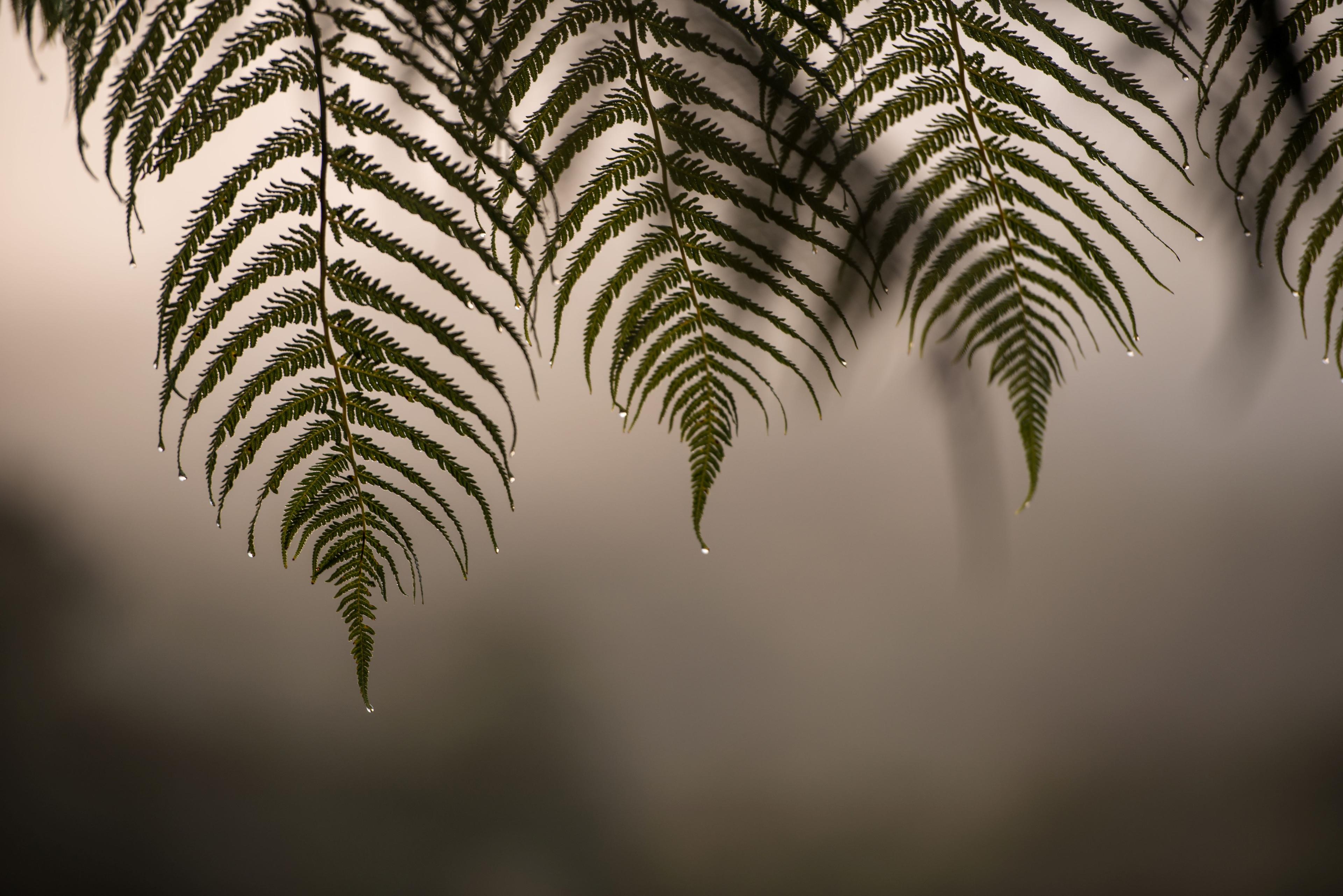 Ka Tū Te Ponga, Ta Tū Te Katoa